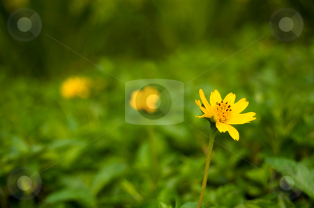 To use this stock image in your creative project, please select the size you need over to the right and click the "Add to Cart" button.
Your downloaded image will come with the Cutcaster watermark removed so don’t worry about the watermark you see on this page. Three Flowers stock photo, Three flowers with eyes leading arrangement by Pawee Lorsuwannarat