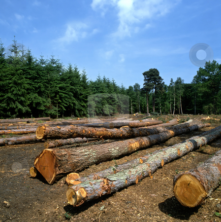 To use this stock image in your creative project, please select the size you need over to the right and click the "Add to Cart" button.
Your downloaded image will come with the Cutcaster watermark removed so don’t worry about the watermark you see on this page. Log farm stock photo, Felled trees in a forest by Paul Phillips
