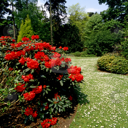 To use this stock image in your creative project, please select the size you need over to the right and click the "Add to Cart" button.
Your downloaded image will come with the Cutcaster watermark removed so don’t worry about the watermark you see on this page. Summer path stock photo, Path through a formal garden in summertime by Paul Phillips