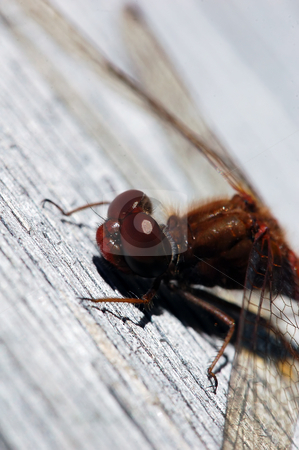 To use this stock image in your creative project, please select the size you need over to the right and click the "Add to Cart" button.
Your downloaded image will come with the Cutcaster watermark removed so don’t worry about the watermark you see on this page. Common Darter (Sympetrum striolatum) stock photo, Close-up picture of a Common Darter (Sympetrum striolatum) by Alain Turgeon
