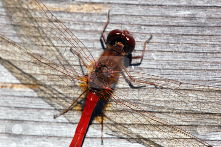 To use this stock image in your creative project, please select the size you need over to the right and click the "Add to Cart" button.
Your downloaded image will come with the Cutcaster watermark removed so don’t worry about the watermark you see on this page. Common Darter (Sympetrum striolatum) stock photo, Close-up picture of a Common Darter (Sympetrum striolatum) by Alain Turgeon