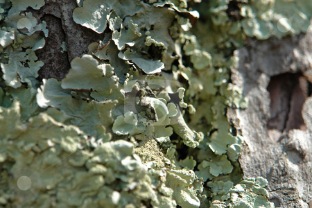 To use this stock image in your creative project, please select the size you need over to the right and click the "Add to Cart" button.
Your downloaded image will come with the Cutcaster watermark removed so don’t worry about the watermark you see on this page. Pinienrinde / Pine bark stock photo, Pinienrinde by Wolfgang Heidasch