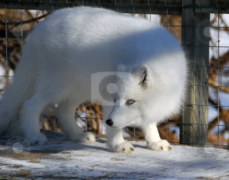 To use this stock image in your creative project, please select the size you need over to the right and click the "Add to Cart" button.
Your downloaded image will come with the Cutcaster watermark removed so don’t worry about the watermark you see on this page. Arctic Fox stock photo, Close picture of an Arctic Fox in cage by Alain Turgeon