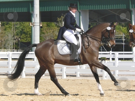 To use this stock image in your creative project, please select the size you need over to the right and click the "Add to Cart" button.
Your downloaded image will come with the Cutcaster watermark removed so don’t worry about the watermark you see on this page. Dressage stock photo, Horse and rider preparing to compete in an international dressage competition in West Palm Beach, FL by Perry Correll