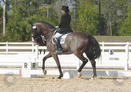 To use this stock image in your creative project, please select the size you need over to the right and click the "Add to Cart" button.
Your downloaded image will come with the Cutcaster watermark removed so don’t worry about the watermark you see on this page. Dressage stock photo, Horse and rider preparing to compete in an international dressage competition in West Palm Beach, FL by Perry Correll
