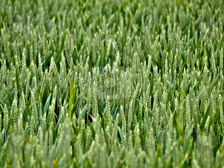 To use this stock image in your creative project, please select the size you need over to the right and click the "Add to Cart" button.
Your downloaded image will come with the Cutcaster watermark removed so don’t worry about the watermark you see on this page. Young wheat field stock photo, Young wheat field with shallow depth of field by Laurent Dambies