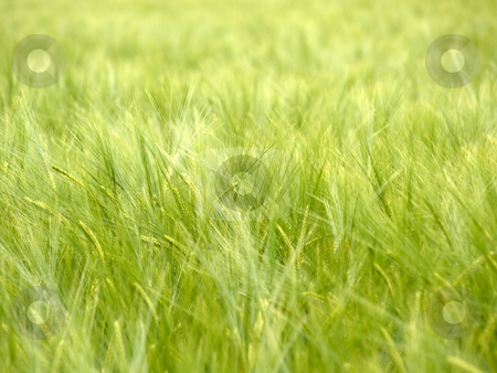 To use this stock image in your creative project, please select the size you need over to the right and click the "Add to Cart" button.
Your downloaded image will come with the Cutcaster watermark removed so don’t worry about the watermark you see on this page. Green wheat field stock photo, Close up shot of a green wheat field selective depth of field by Laurent Dambies