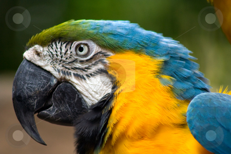 To use this stock image in your creative project, please select the size you need over to the right and click the "Add to Cart" button.
Your downloaded image will come with the Cutcaster watermark removed so don’t worry about the watermark you see on this page. Macaw stock photo, Closeup of orange breasted macaw by Thomas Marchessault