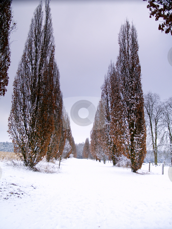 To use this stock image in your creative project, please select the size you need over to the right and click the "Add to Cart" button.
Your downloaded image will come with the Cutcaster watermark removed so don’t worry about the watermark you see on this page. Winter alley stock photo, Alley in snow-covered german landscape near Bad Arolsen by Torsten Lorenz