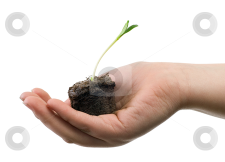 To use this stock image in your creative project, please select the size you need over to the right and click the "Add to Cart" button.
Your downloaded image will come with the Cutcaster watermark removed so don’t worry about the watermark you see on this page. New Life Concept stock photo, Concept image of new life and the fragility of it, isolated against a white background by Richard Nelson