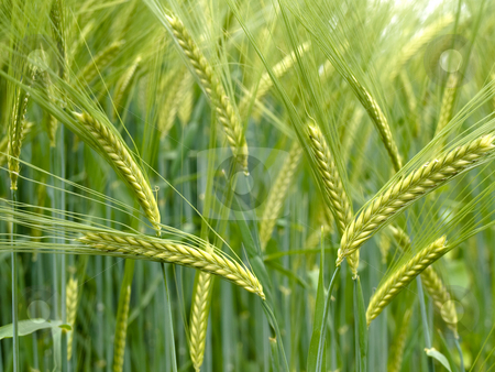 To use this stock image in your creative project, please select the size you need over to the right and click the "Add to Cart" button.
Your downloaded image will come with the Cutcaster watermark removed so don’t worry about the watermark you see on this page. Green durum wheat field stock photo, Close up of a Green durum wheat field by Laurent Dambies