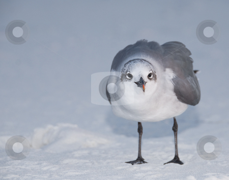 To use this stock image in your creative project, please select the size you need over to the right and click the "Add to Cart" button.
Your downloaded image will come with the Cutcaster watermark removed so don’t worry about the watermark you see on this page. Standing Laughing Gull stock photo, A close-up head-on image of a Laughing Gull (Larus atricilla) standing on snow white beach sand by A Cotton Photo