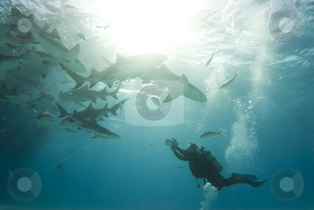 To use this stock image in your creative project, please select the size you need over to the right and click the "Add to Cart" button.
Your downloaded image will come with the Cutcaster watermark removed so don’t worry about the watermark you see on this page. Filming Lemons stock photo, A scuba diver films a school of feeding lemon sharks (Negaprion brevirostris) by A Cotton Photo