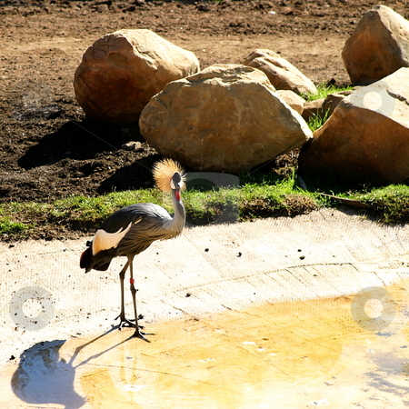 To use this stock image in your creative project, please select the size you need over to the right and click the "Add to Cart" button.
Your downloaded image will come with the Cutcaster watermark removed so don’t worry about the watermark you see on this page. East African Crowned Crane stock photo, The Grey Crowned Crane is a bird in the crane family Gruidae by Henrik Lehnerer