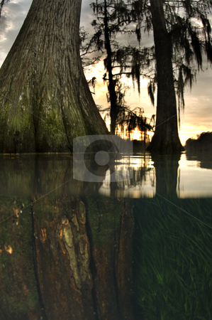 To use this stock image in your creative project, please select the size you need over to the right and click the "Add to Cart" button.
Your downloaded image will come with the Cutcaster watermark removed so don’t worry about the watermark you see on this page. Millpond Tree Over Under stock photo, Over Under view of a tree growing in a flooded pond with the sun setting in the background by A Cotton Photo