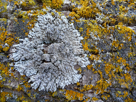 To use this stock image in your creative project, please select the size you need over to the right and click the "Add to Cart" button.
Your downloaded image will come with the Cutcaster watermark removed so don’t worry about the watermark you see on this page. Macro yellow and gray lichen stock photo, by J.G. Byers