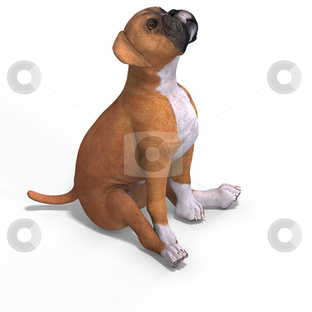 To use this stock image in your creative project, please select the size you need over to the right and click the "Add to Cart" button.
Your downloaded image will come with the Cutcaster watermark removed so don’t worry about the watermark you see on this page. Cute puppy boxer stock photo, Very cute young dog over white with Clipping Path by Ralf Kraft