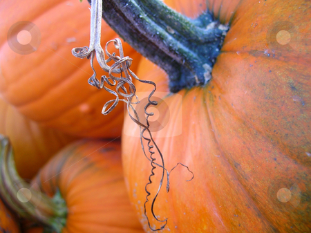 To use this stock image in your creative project, please select the size you need over to the right and click the "Add to Cart" button.
Your downloaded image will come with the Cutcaster watermark removed so don’t worry about the watermark you see on this page. Pumpkin stock photo, A close-up of a pumpkin. by Crystal Srock