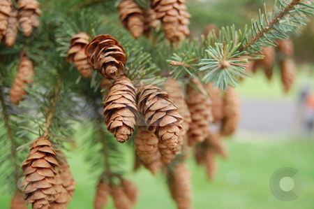 To use this stock image in your creative project, please select the size you need over to the right and click the "Add to Cart" button.
Your downloaded image will come with the Cutcaster watermark removed so don’t worry about the watermark you see on this page. Pinecones stock photo, Pinecones on a pine tree by Crystal Srock
