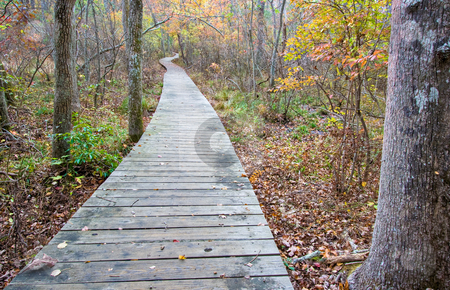To use this stock image in your creative project, please select the size you need over to the right and click the "Add to Cart" button.
Your downloaded image will come with the Cutcaster watermark removed so don’t worry about the watermark you see on this page. Wooden walkway in the forest stock photo, A wooden walkway on part of a trail in the woods by Stephen Bonk
