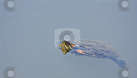 To use this stock image in your creative project, please select the size you need over to the right and click the "Add to Cart" button.
Your downloaded image will come with the Cutcaster watermark removed so don’t worry about the watermark you see on this page. Turtle stock photo, A turtle swimming in a pond with his head sticking up above the water by Stephen Bonk