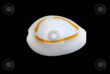 To use this stock image in your creative project, please select the size you need over to the right and click the "Add to Cart" button.
Your downloaded image will come with the Cutcaster watermark removed so don’t worry about the watermark you see on this page. Seashell Over Black #4 stock photo, An isolated seashell over black. This is #4 in a series. by Stephen Bonk