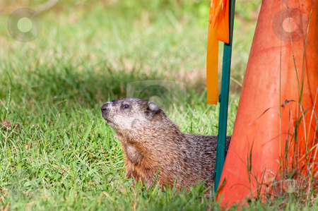 To use this stock image in your creative project, please select the size you need over to the right and click the "Add to Cart" button.
Your downloaded image will come with the Cutcaster watermark removed so don’t worry about the watermark you see on this page. Groundhog stock photo, A groundhog in a grass field near a red cone by Stephen Bonk