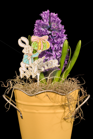 To use this stock image in your creative project, please select the size you need over to the right and click the "Add to Cart" button.
Your downloaded image will come with the Cutcaster watermark removed so don’t worry about the watermark you see on this page. Hyacinth and Happy Easter Sign stock photo, A Purple Hyacinth flower and Happy Easter sign isolated on a black background by Stephen Bonk