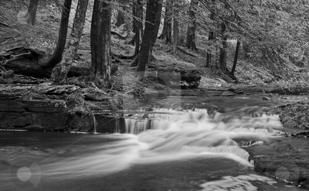To use this stock image in your creative project, please select the size you need over to the right and click the "Add to Cart" button.
Your downloaded image will come with the Cutcaster watermark removed so don’t worry about the watermark you see on this page. Little Falls in Black and White stock photo, A stream with small waterfalls in a wooded area in black and white by Stephen Bonk