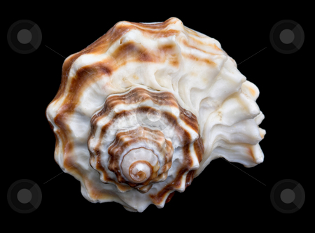 To use this stock image in your creative project, please select the size you need over to the right and click the "Add to Cart" button.
Your downloaded image will come with the Cutcaster watermark removed so don’t worry about the watermark you see on this page. Seashell Over Black #7 (Conch) stock photo, An isolated conch seashell over black. This is #7 in a series. by Stephen Bonk