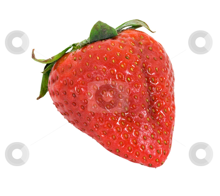 To use this stock image in your creative project, please select the size you need over to the right and click the "Add to Cart" button.
Your downloaded image will come with the Cutcaster watermark removed so don’t worry about the watermark you see on this page. Strawberry stock photo, A strawberry isolated on a white background by Stephen Bonk
