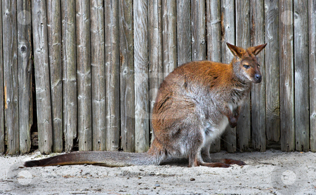 To use this stock image in your creative project, please select the size you need over to the right and click the "Add to Cart" button.
Your downloaded image will come with the Cutcaster watermark removed so don’t worry about the watermark you see on this page. Wallaby stock photo, A wallaby in front of a fence by Stephen Bonk