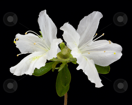 To use this stock image in your creative project, please select the size you need over to the right and click the "Add to Cart" button.
Your downloaded image will come with the Cutcaster watermark removed so don’t worry about the watermark you see on this page. Azalea Flowers stock photo, Azalea flowers on black background by Stephen Bonk