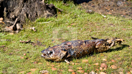 To use this stock image in your creative project, please select the size you need over to the right and click the "Add to Cart" button.
Your downloaded image will come with the Cutcaster watermark removed so don’t worry about the watermark you see on this page. Dead Fish stock photo, A dead freshwater fish washed up on land by Stephen Bonk