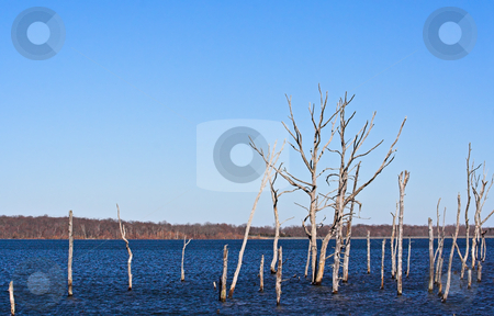 To use this stock image in your creative project, please select the size you need over to the right and click the "Add to Cart" button.
Your downloaded image will come with the Cutcaster watermark removed so don’t worry about the watermark you see on this page. Dead Trees 2 stock photo, A reservoir filled with dead trees by Stephen Bonk