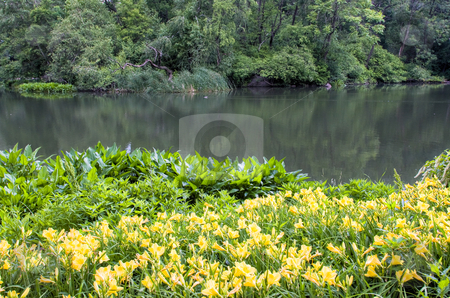 To use this stock image in your creative project, please select the size you need over to the right and click the "Add to Cart" button.
Your downloaded image will come with the Cutcaster watermark removed so don’t worry about the watermark you see on this page. Daylilies in the park stock photo, Daylily flowers on the edge of a pond in a park by Stephen Bonk