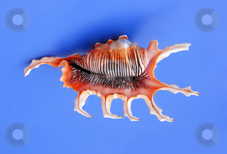To use this stock image in your creative project, please select the size you need over to the right and click the "Add to Cart" button.
Your downloaded image will come with the Cutcaster watermark removed so don’t worry about the watermark you see on this page. Sea shell stock photo, Large orange sea shell over blue background by Julija Sapic