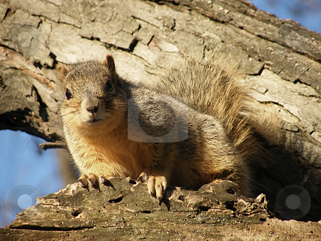 To use this stock image in your creative project, please select the size you need over to the right and click the "Add to Cart" button.
Your downloaded image will come with the Cutcaster watermark removed so don’t worry about the watermark you see on this page. Squirrel in a Tree stock photo, Squirrel in a Tree by Dazz Lee Photography