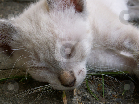 To use this stock image in your creative project, please select the size you need over to the right and click the "Add to Cart" button.
Your downloaded image will come with the Cutcaster watermark removed so don’t worry about the watermark you see on this page. Kitten stock photo, by Sarka