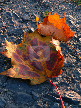 To use this stock image in your creative project, please select the size you need over to the right and click the "Add to Cart" button.
Your downloaded image will come with the Cutcaster watermark removed so don’t worry about the watermark you see on this page. Autumn stock photo, by Sarka