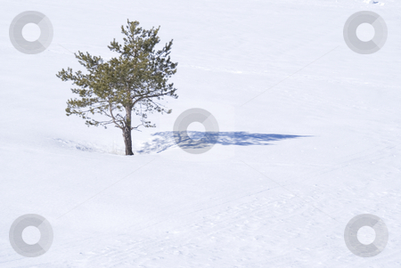 To use this stock image in your creative project, please select the size you need over to the right and click the "Add to Cart" button.
Your downloaded image will come with the Cutcaster watermark removed so don’t worry about the watermark you see on this page. Alone stock photo, One Pin tree in a field of snow by Serge VILLA