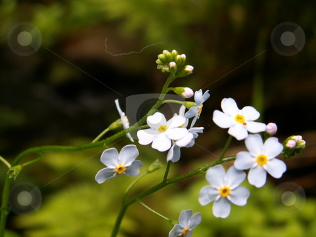 To use this stock image in your creative project, please select the size you need over to the right and click the "Add to Cart" button.
Your downloaded image will come with the Cutcaster watermark removed so don’t worry about the watermark you see on this page. Flower stock photo, by Sarka