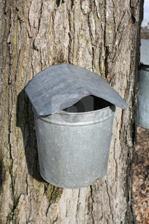 To use this stock image in your creative project, please select the size you need over to the right and click the "Add to Cart" button.
Your downloaded image will come with the Cutcaster watermark removed so don’t worry about the watermark you see on this page. Maple Sugaring - Single Bucket stock photo, by Tom and Beth Pulsipher