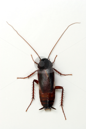 To use this stock image in your creative project, please select the size you need over to the right and click the "Add to Cart" button.
Your downloaded image will come with the Cutcaster watermark removed so don’t worry about the watermark you see on this page. Cockroach on white background stock photo, Cockroach on white background.Unsharpened. by Ivelin Radkov