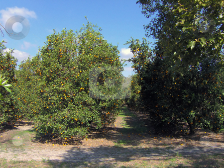 To use this stock image in your creative project, please select the size you need over to the right and click the "Add to Cart" button.
Your downloaded image will come with the Cutcaster watermark removed so don’t worry about the watermark you see on this page. Florida Orange Grove stock photo, A huge, beautiful field of oranges in Florida. by Todd Arena