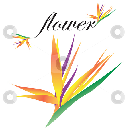 To use this stock image in your creative project, please select the size you need over to the right and click the "Add to Cart" button.
Your downloaded image will come with the Cutcaster watermark removed so don’t worry about the watermark you see on this page. Bird of Paradise Flower stock photo, This is a drawing of a bird of paradise flower along with sample text to show how it can be used in your designs. by Todd Arena