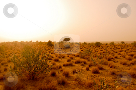 To use this stock image in your creative project, please select the size you need over to the right and click the "Add to Cart" button.
Your downloaded image will come with the Cutcaster watermark removed so don’t worry about the watermark you see on this page. Travelfotografie stock photo, The arid landscape of the Thar desert in the indian state of Rajasthan... by Piero Biondo