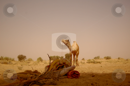 To use this stock image in your creative project, please select the size you need over to the right and click the "Add to Cart" button.
Your downloaded image will come with the Cutcaster watermark removed so don’t worry about the watermark you see on this page. Take a break in the desert stock photo, Captured in the indian state of rajasthan.. by Piero Biondo