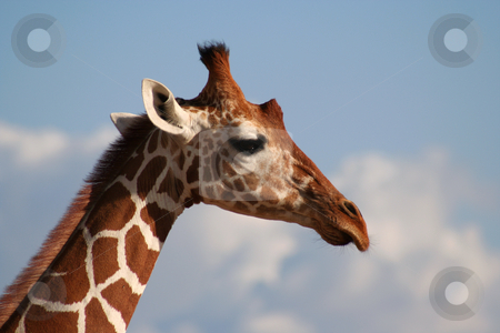 To use this stock image in your creative project, please select the size you need over to the right and click the "Add to Cart" button.
Your downloaded image will come with the Cutcaster watermark removed so don’t worry about the watermark you see on this page. Reticulated Giraffe Head profile stock photo, The reticulated girafe has very clearly definded edges between its markings. The Masaai giraffe looks as if the brown patches have leaked into the white areas. by Helen Shorey