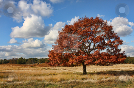 To use this stock image in your creative project, please select the size you need over to the right and click the "Add to Cart" button.
Your downloaded image will come with the Cutcaster watermark removed so don’t worry about the watermark you see on this page. Single tree in a field on a lovely autumnal day stock photo, Single Tree standing in a field on a lovely Autumnal day by Mark Allchin